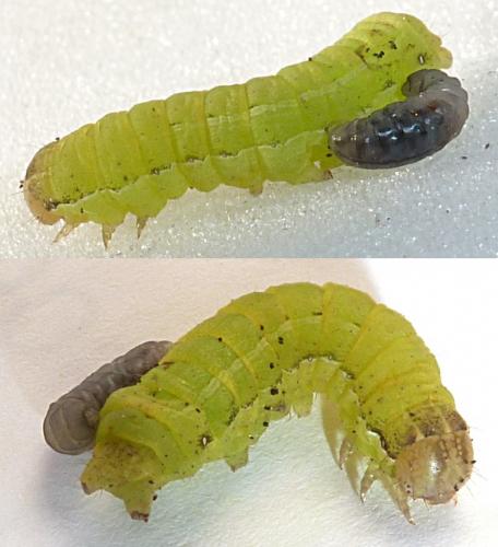 Noctua pronuba